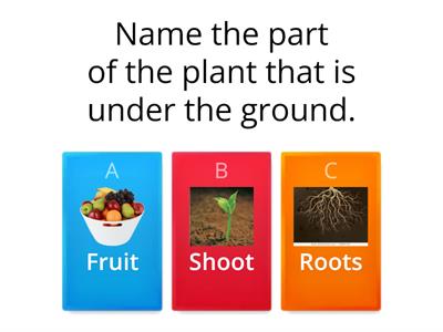 Quiz-Parts of a plant