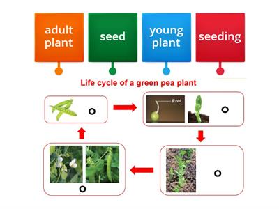 Science P.2  Plant (Life Cycle of Plant)