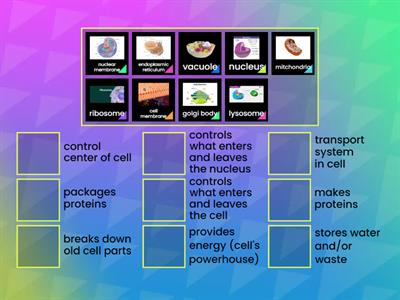 Fuction of Cell Organelles