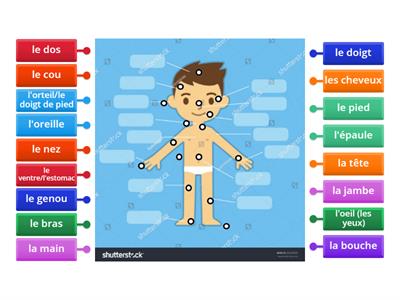 Les parties du corps