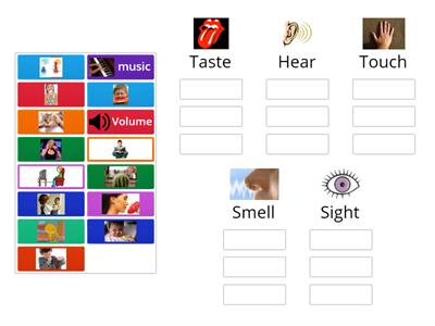 5 senses sort 