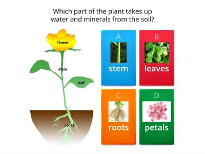 Parts of a plant