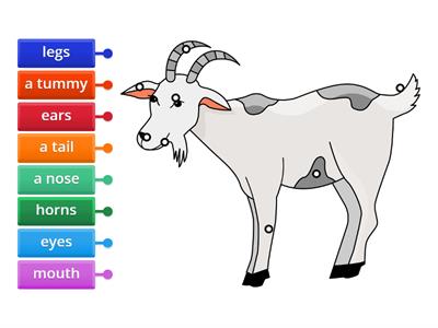 P.1 : body parts (A goat)