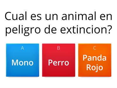 El Panda Rojo- un animal en peligro de extincion