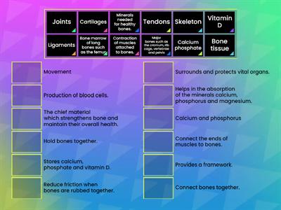 Match the structures of the skeleton system to their role.