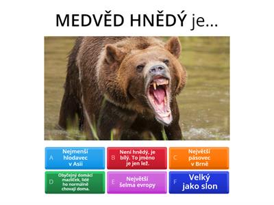 Medvědovité šelmy ( Janík Jan )