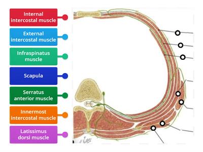 Intercostal Muscles