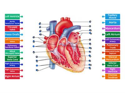 Internal Anatomy of the Heart