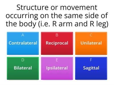 Anatomical Directions, Terms of Relationship, Planes & Axes of Motion Review Quiz - Functional Anatomy