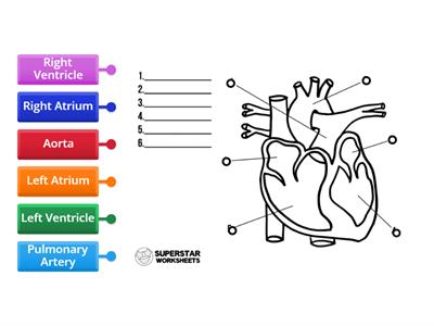 Circlatory System 2