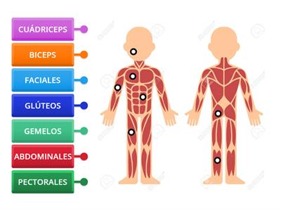  Musculos del cuerpo humano