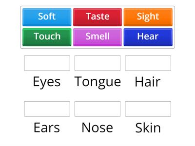 Five Sense Organs   II. Matching Type