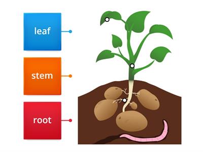 parts of the plant