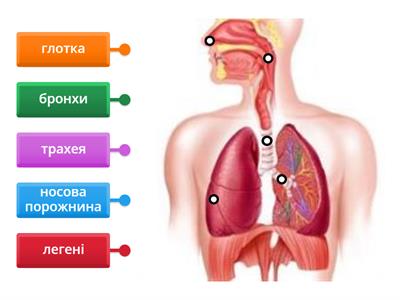 Органи дихання