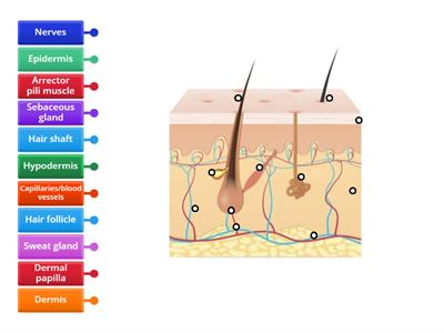 Hair and Skin Structure