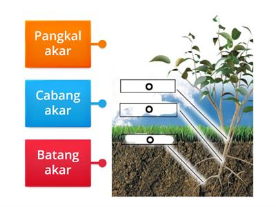 BIOLOGI: 3.2: STRUKTUR AKAR (1) PENGAMBILAN AIR & GARAM MINERAL