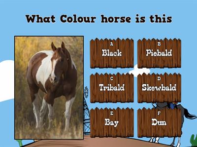 Horse Colour 