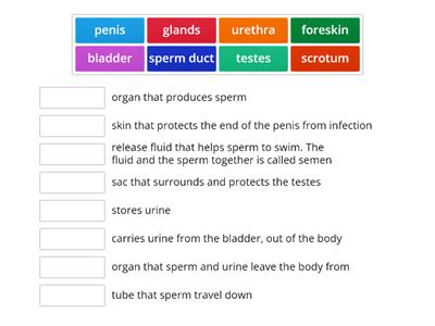 male reproductive system functions