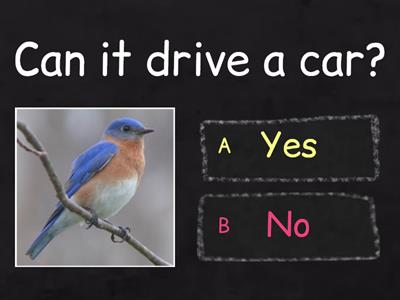 A bird can ...