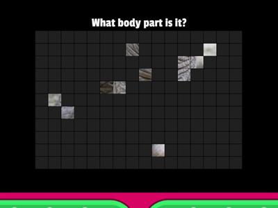 Animals + body parts