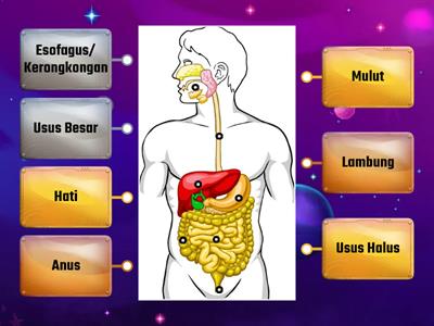 Sistem Pencernaan Manusia