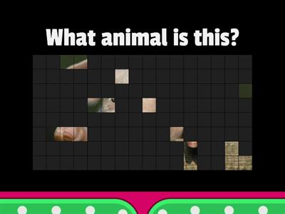 Guess the animal - PS1