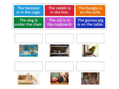 Pets - prepositions 3rd