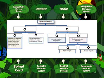 Year 11 ATAR Psychology 2023 - Divisions of the Nervous System