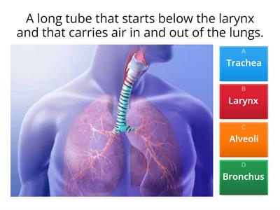 Y2 | Respiratory System