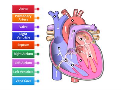 Label the Cardiovascular System 