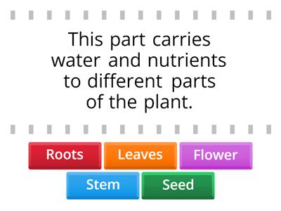 Basic Plant Revision