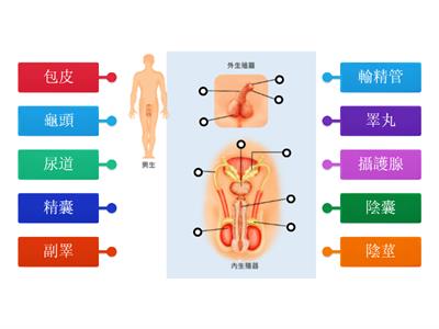 翰林國中健體1上－認識生殖器官－男孩篇