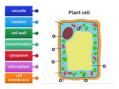 S1 Cells - plant cell