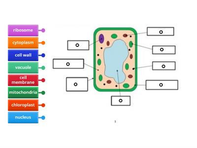 plant cell 