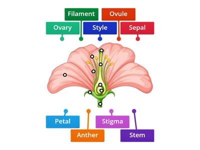 Flower labelling activity