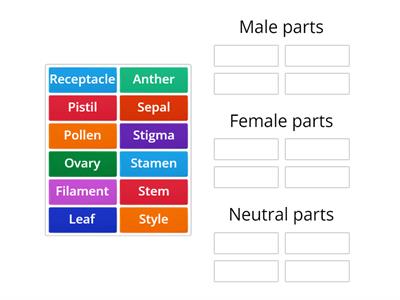 Parts of a flower