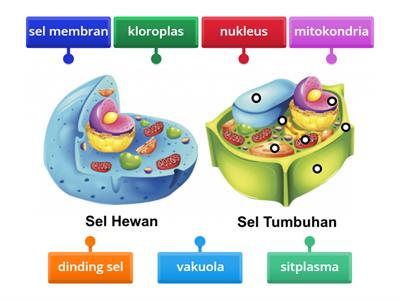 organel sel tumbuhan