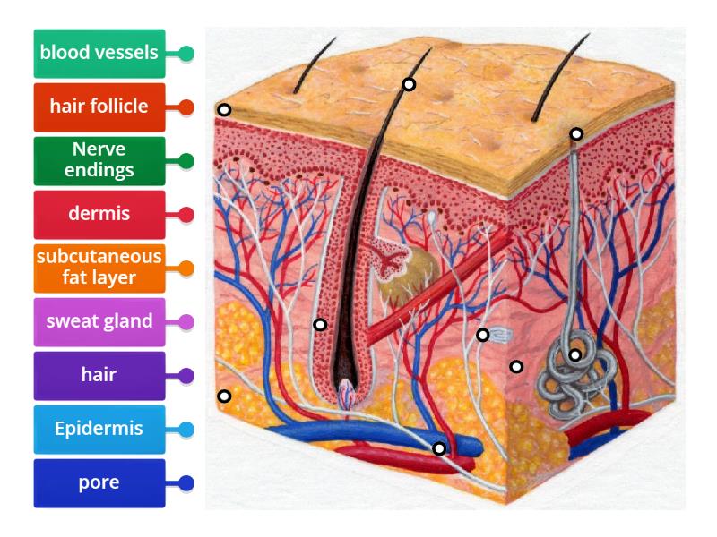 Label the Skin Game MMW - Labelled diagram