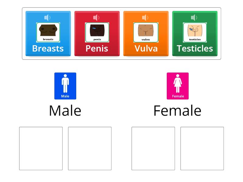 male-and-female-private-body-parts-sorting-activity-group-sort