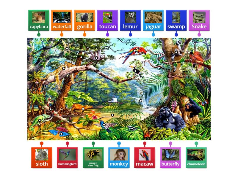 The Rainforest labelling activity - Labelled diagram