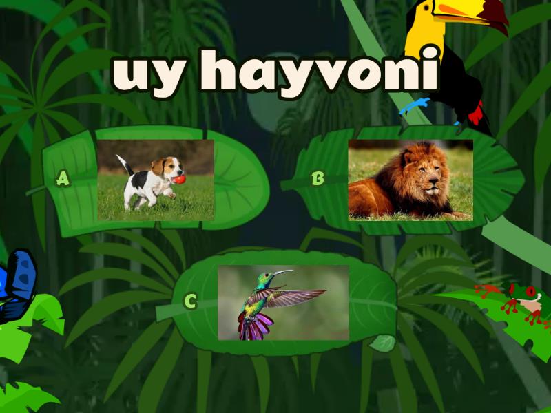 hayvonlar haqida qiziqarli testlar - 測驗