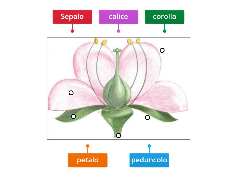 Le Parti Del Fiore Labelled Diagram