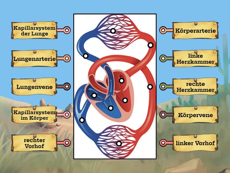 Blutkreislauf - Labelled Diagram