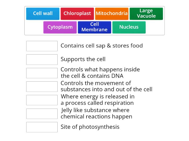 Functions of the organelles in a cell - Match up