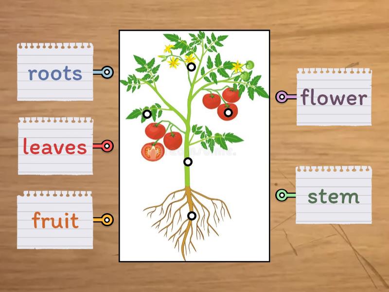 Parts of a Plant - Labelled diagram