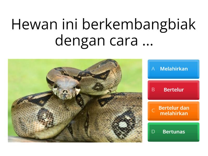 Pilihlah Salah Satu Jawaban Yang Benar Quiz 4955