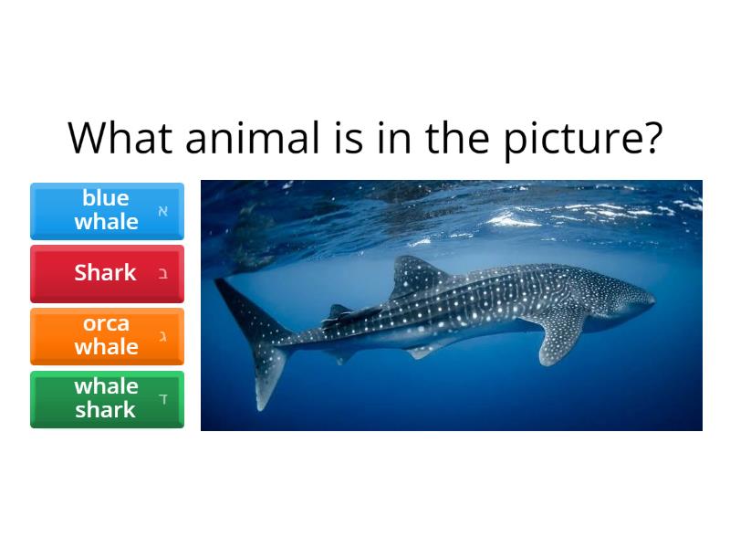 whats in the picture? - Cuestionario