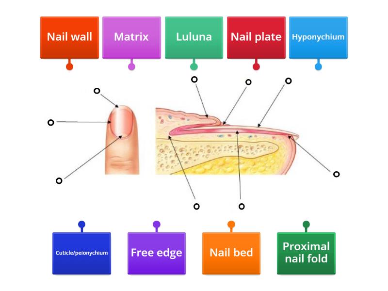 Structure of the Nail Diagram - Labelled diagram