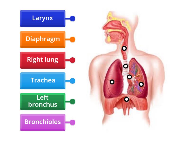 IGCSE Gas exchange system - Labelled diagram