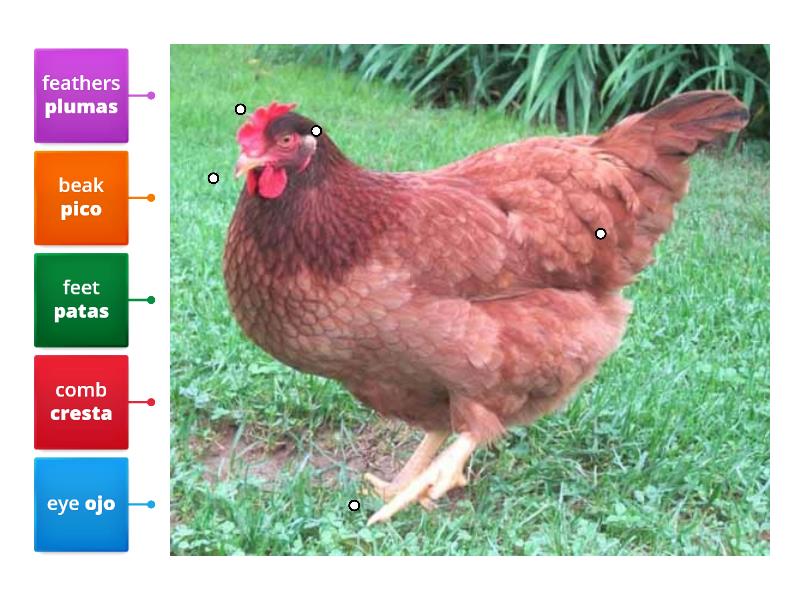 parts of a hen - Labelled diagram